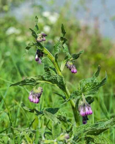 Comfrey Sitz Bath Recipe